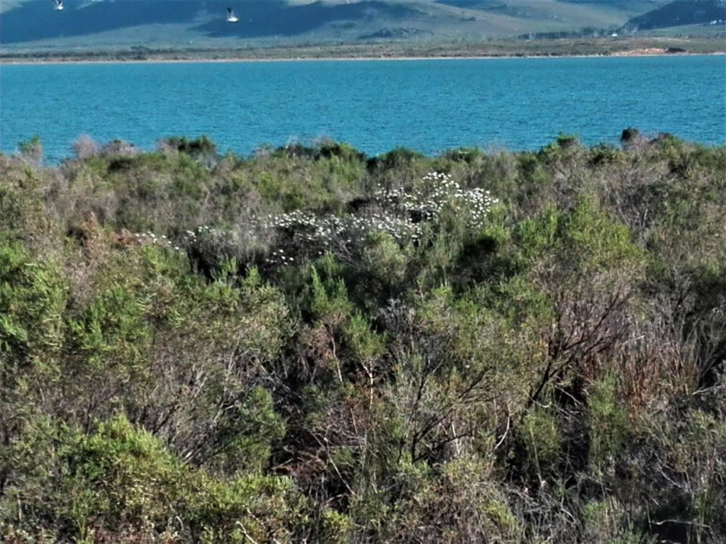 Bot River Estuary and healthy indigenous vegetation supplying ecosystem services
