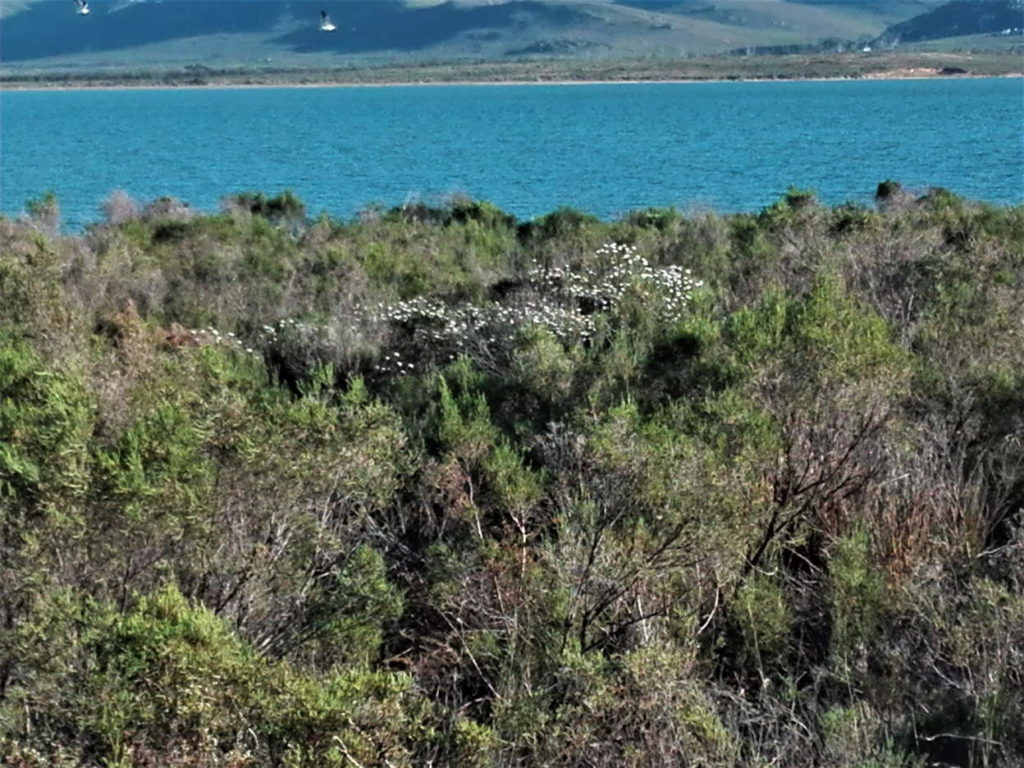 Clean indigenous from the walkway between Sharpie and the slipway in Fisherhaven