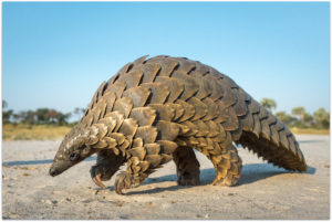 Picture of a Pangolin