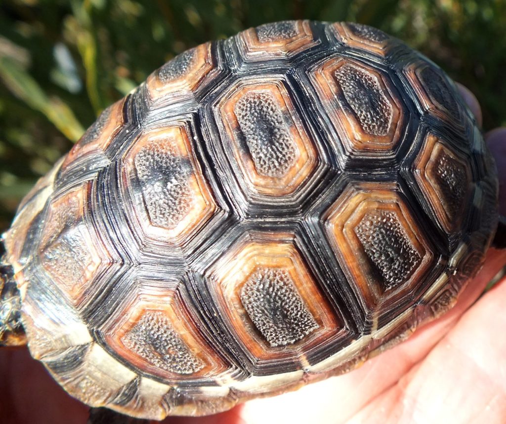 Angulate Tortoise FH