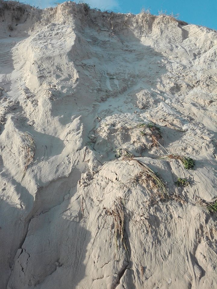 Next damage to the estuary. Eight metre high vegetated dune eroding