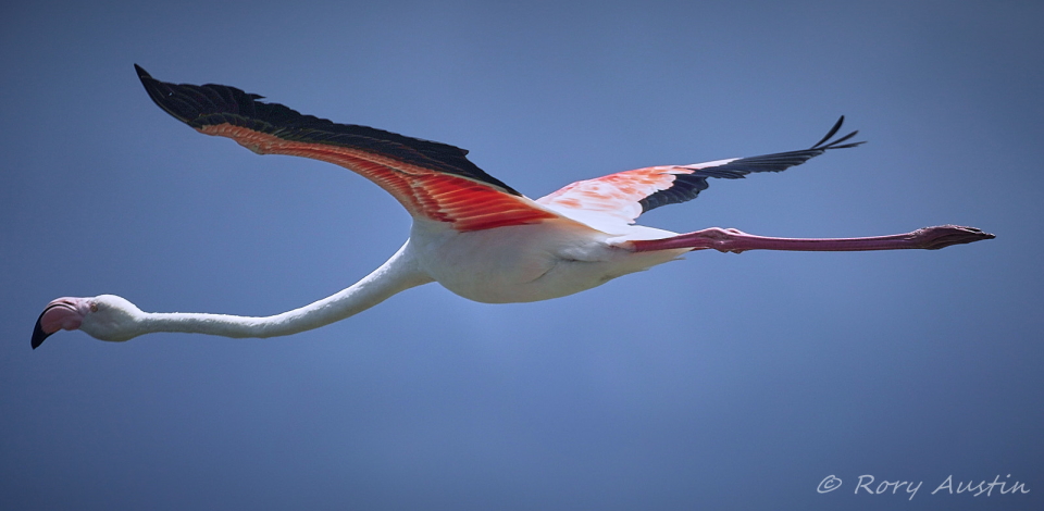 Flamingo over the Bot Estuary