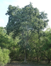 Indigenous deciduous tree for Fisherhaven area