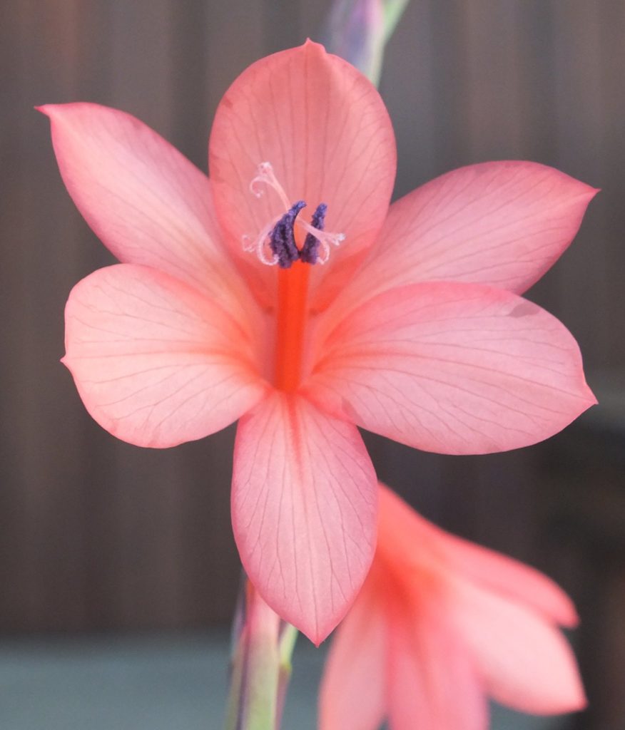 Indigenous flower Fisherhaven