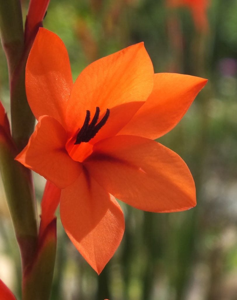 Indigenous flower Fisherhaven