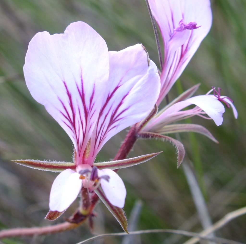 Indigenous flower Fisherhaven