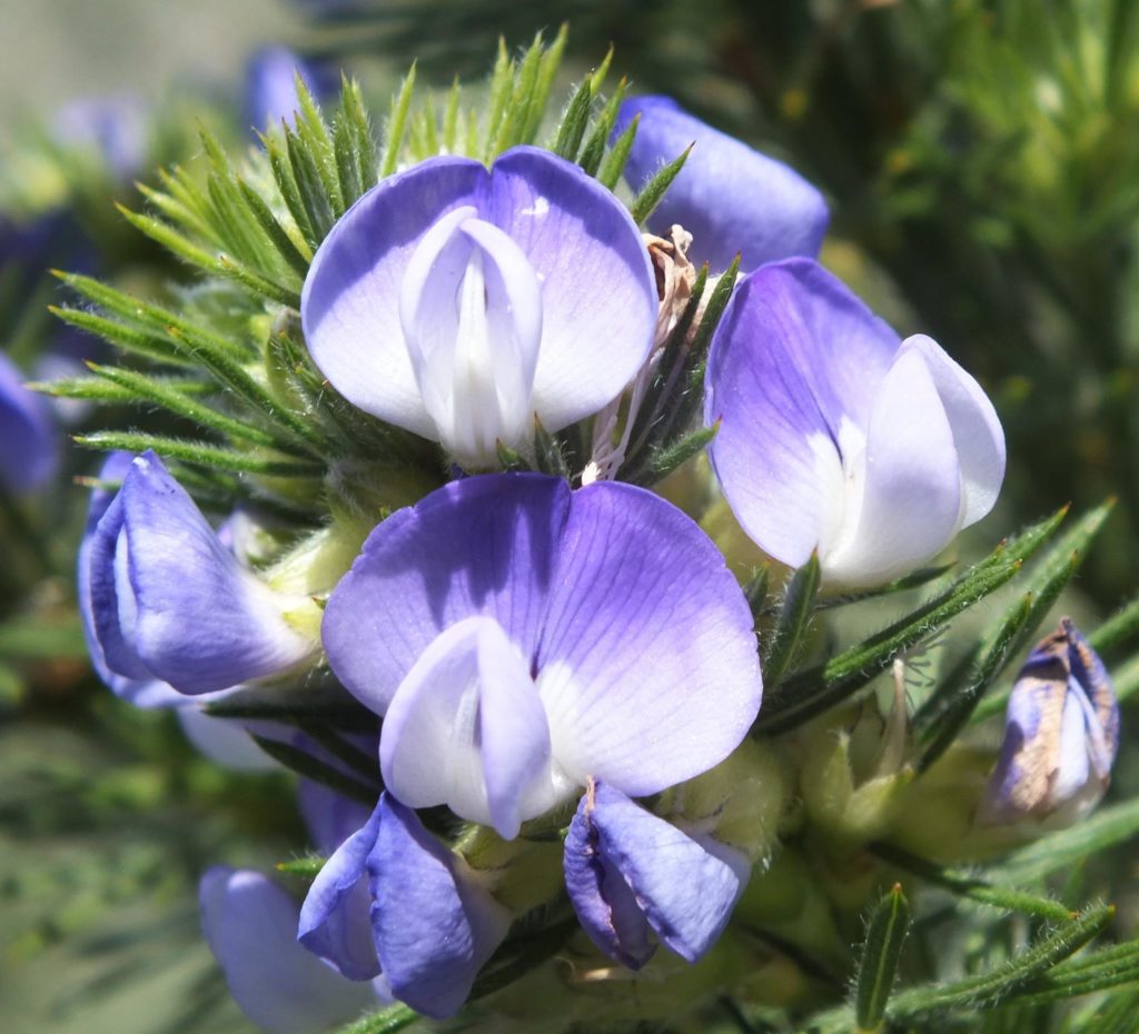 Indigenous flower Fisherhaven