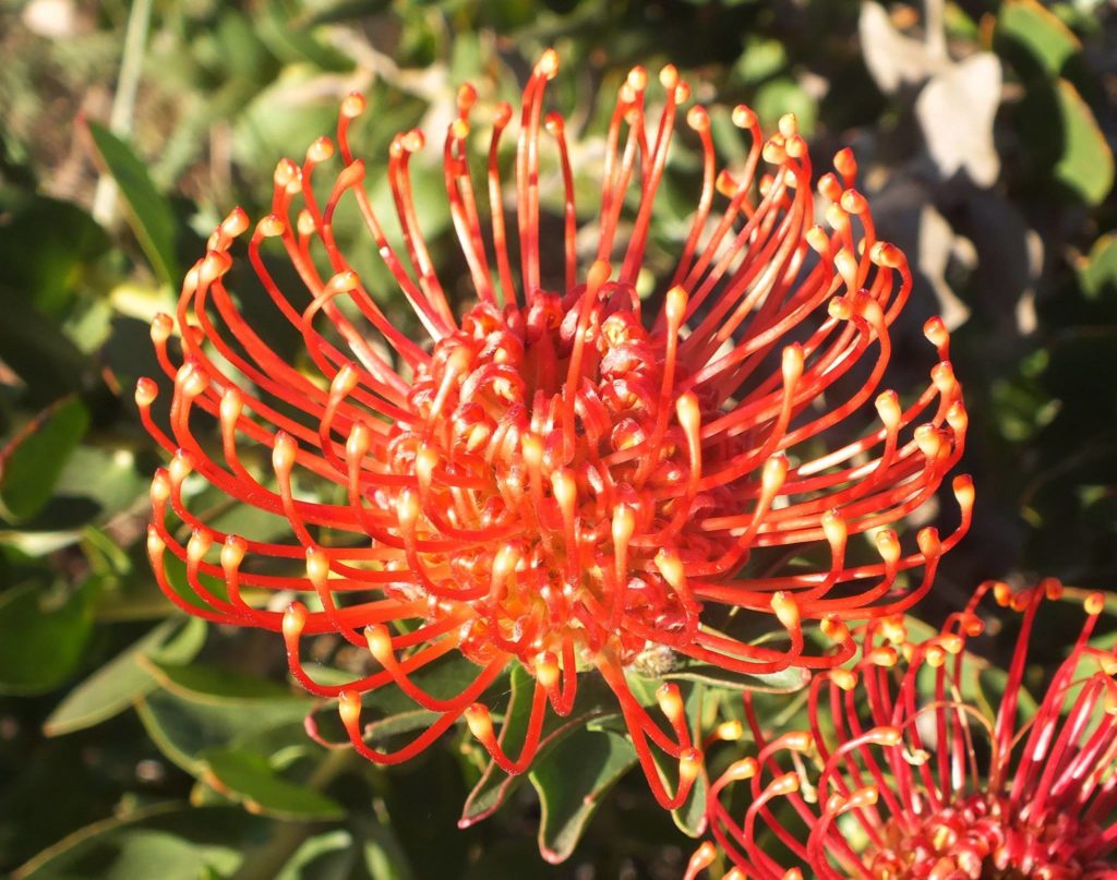 Indigenous flower to Fisherhaven