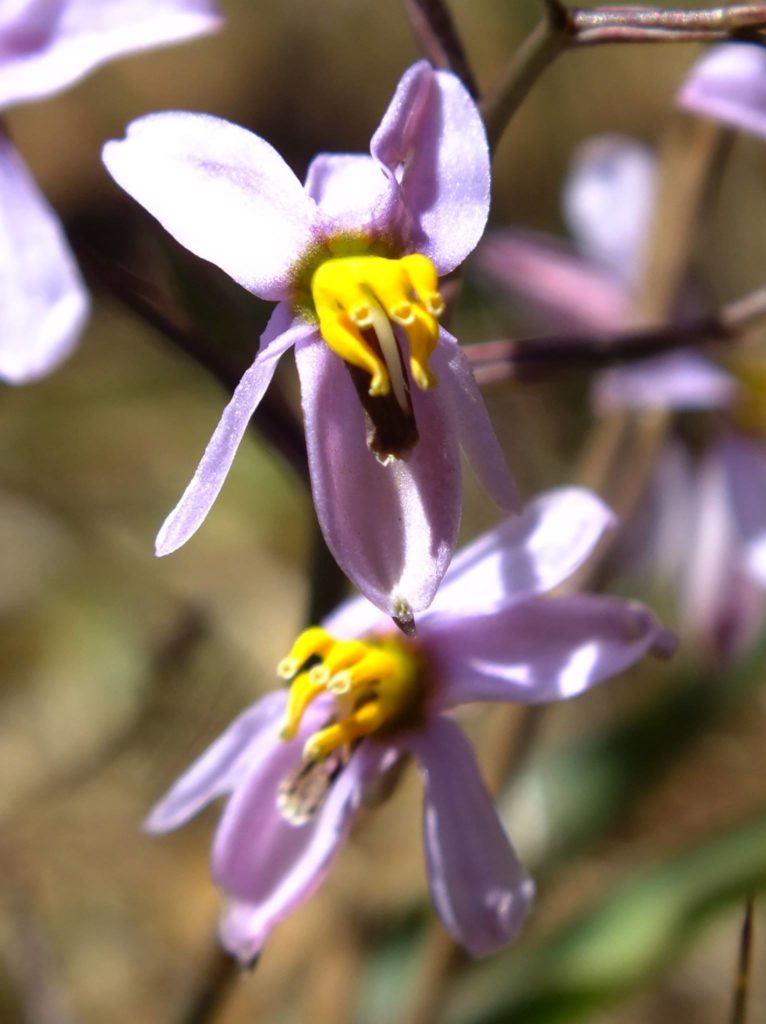 Indigenous flower to Fisherhaven