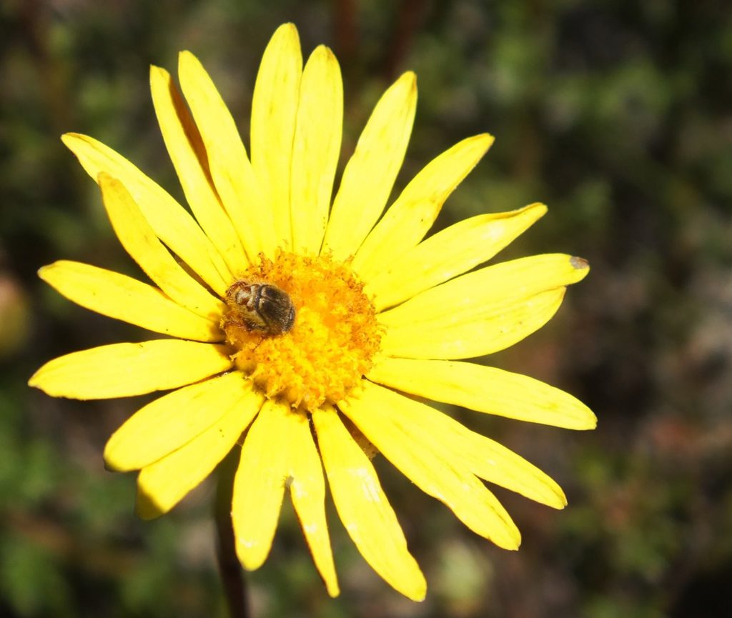 Indigenous flower to Fisherhaven