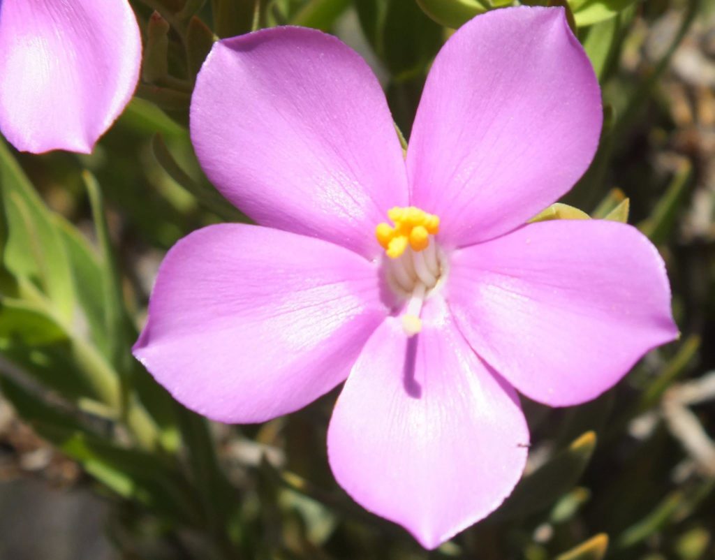 Indigenous flower Fisherhaven