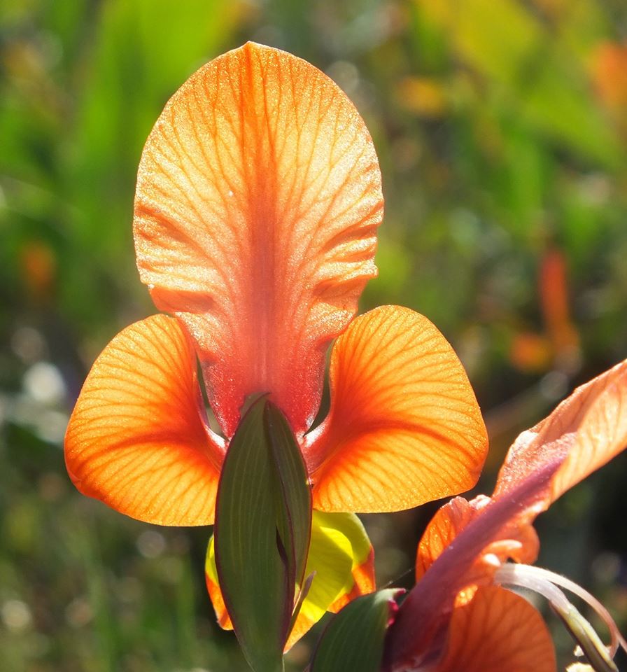 Indigenous flower Fisherhaven