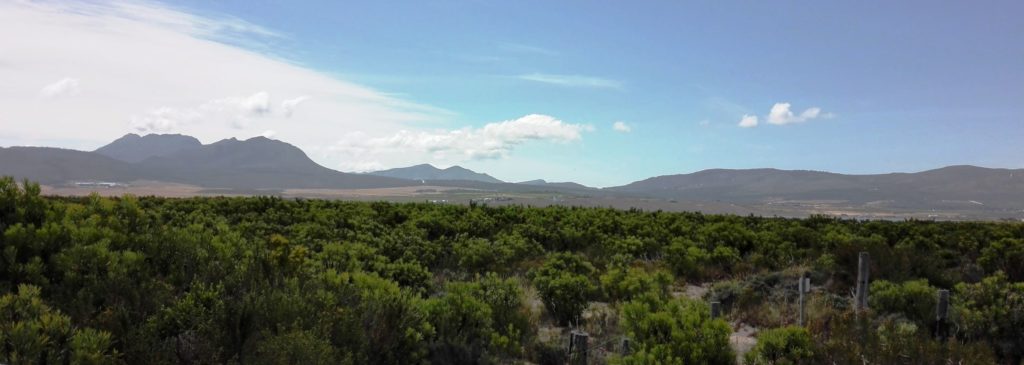 Picture of well managed Fynbos on the west bank of the Estuary