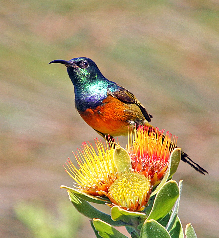 Indigenous flower Fisherhaven with a Sunbird feeding