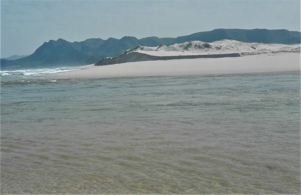 The old, vegetated dune, eroding. 